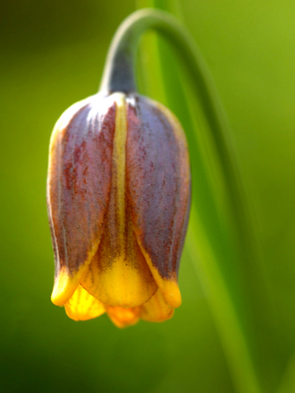 Fritillaria Uva-Vulpis (Fox's Grape Fritillary) close up