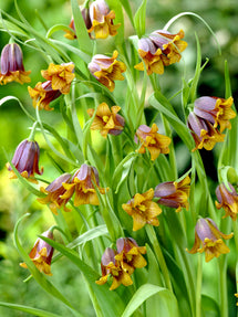 Fritillaria Uva-Vulpis (Fox's Grape Fritillary)