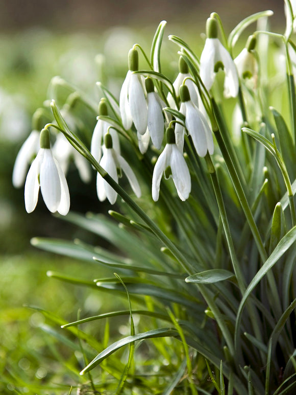 Snowdrops - Galanthus Early Blooming Bulbs