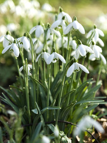 Galanthus Elwesii (Snowdrops)