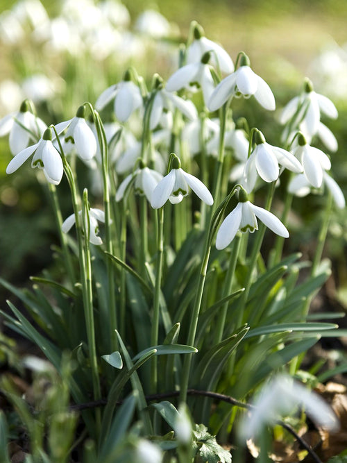 Galanthus Elwesii - Nivalis Snowdrops
