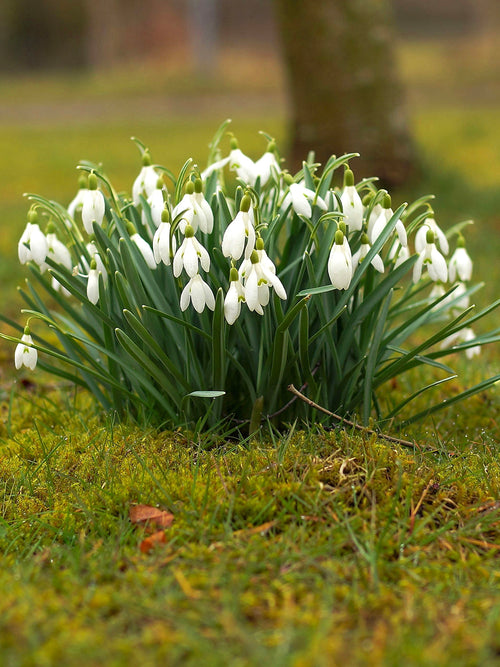Galanthus Snowdrops