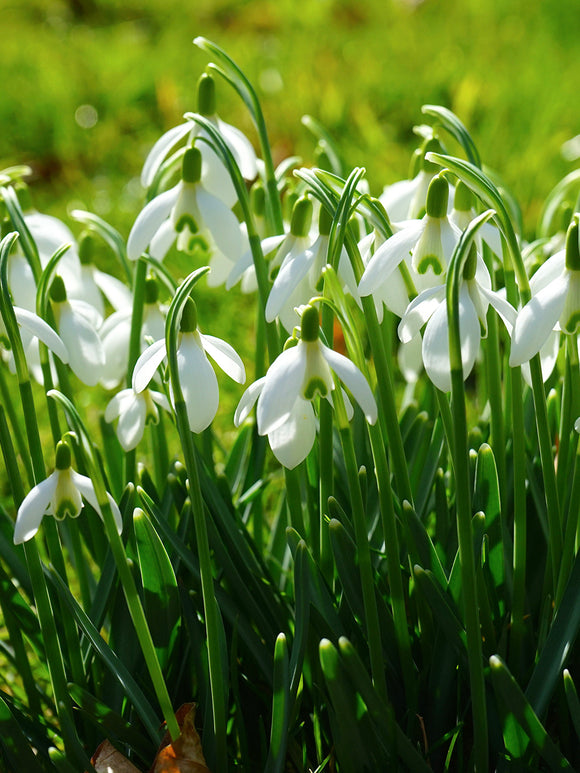 Snowdrops Galanthus Elwesii