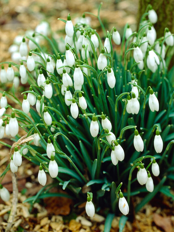 Galanthus Elwesii Snowdrops in the garden