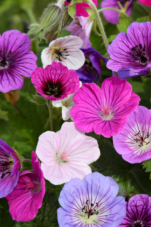 Geranium BullsEye Mix
