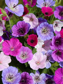 Geranium BullsEye Mix