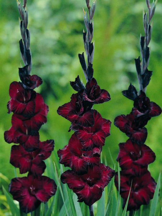 Gladiolus Black Star - Black Gladiolus Bulbs