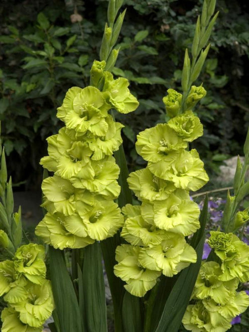 Gladiolus Green Star
