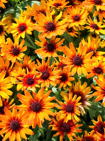Helenium Mardi Gras (Sneezeweed)