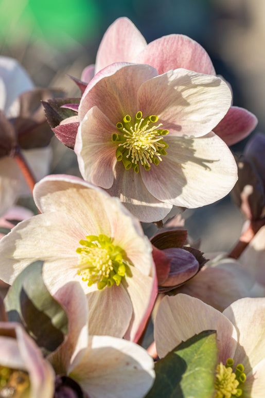 Helleborus Apricot Beauty