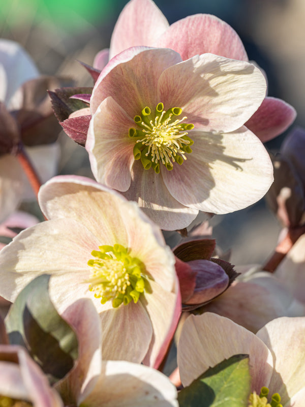 Helleborus Apricot Beauty