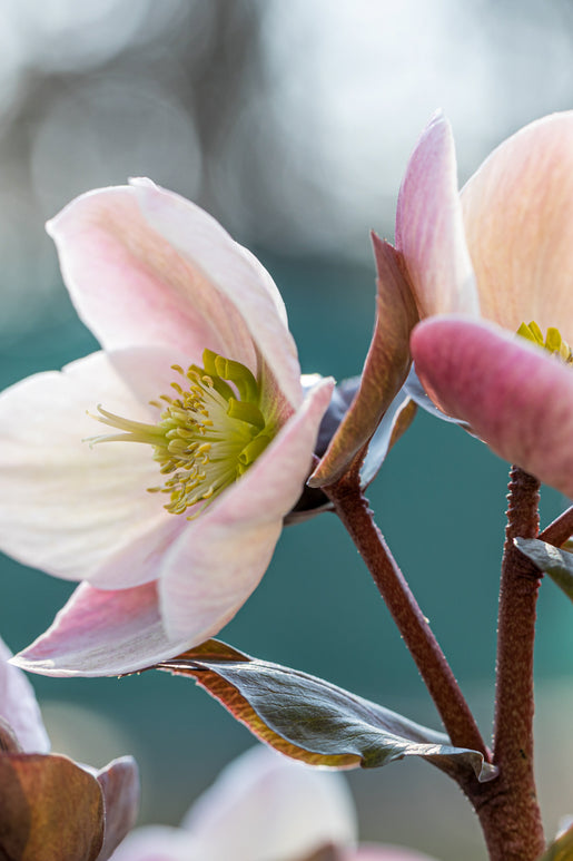 Bare Root Apricot Beauty Helleborus