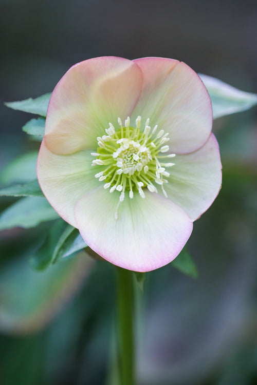 Helleborus Apricot Beauty Bare Roots