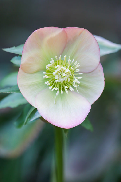 Helleborus Apricot Beauty Bare Roots