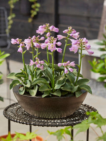 Hosta Small Leaf Blue 'Mouse Ears'