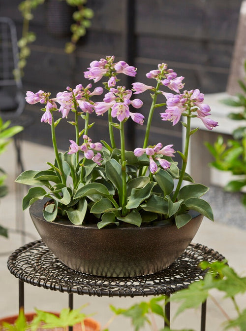 Hosta Small Leaf Blue 'Mouse Ears' Roots