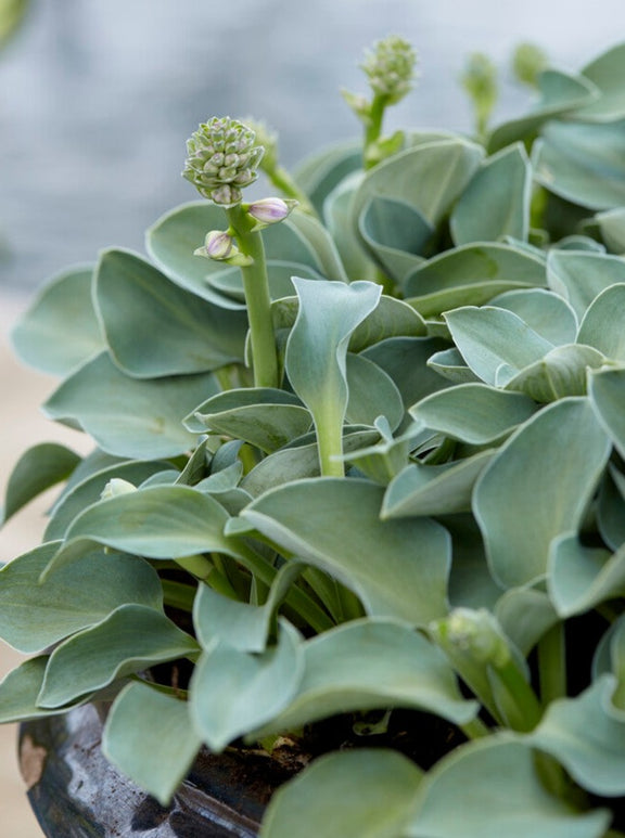 Hosta Small Leaf Blue 'Mouse Ears'