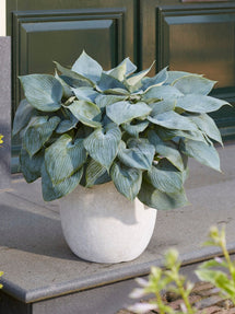 Hosta Bulletproof