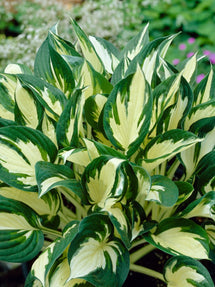 Hosta Fire & Ice