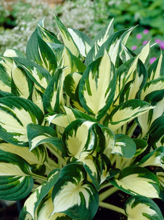 Hosta Fire & Ice Roots