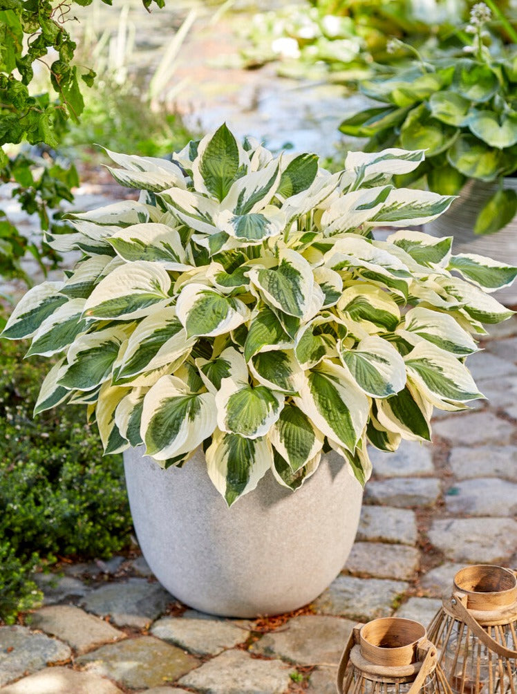 hosta plant in pot 1 Bare Root