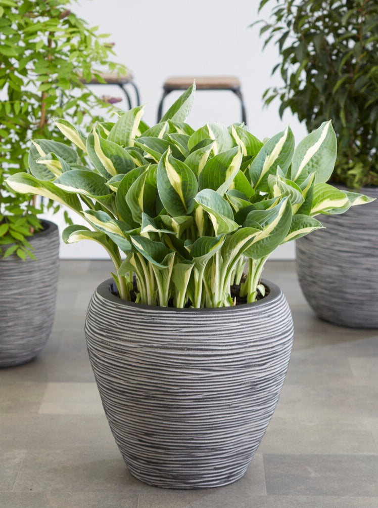 indoor hosta plant 1 Bare Root