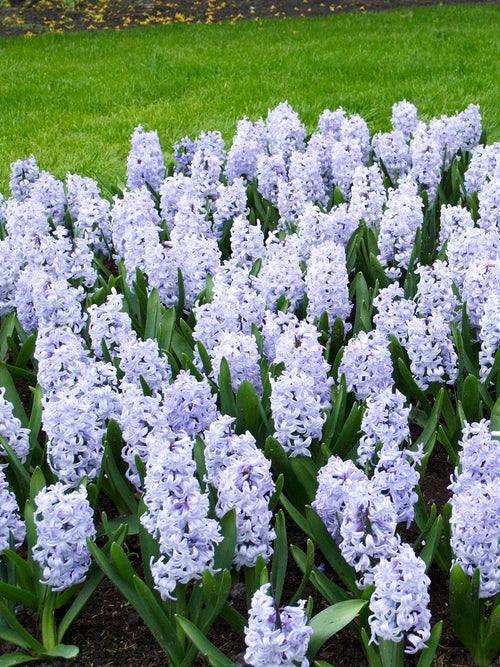 Hyacinth Bulbs Blue Eyes Light Blue