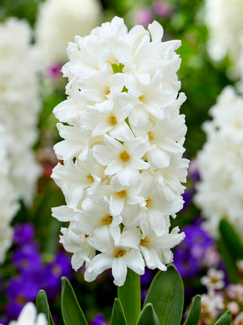 Hyacinth Carnegie White Flower Bulbs USA