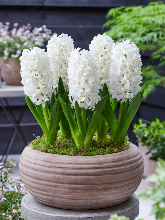Hyacinths Carnegie White Flower Bulbs