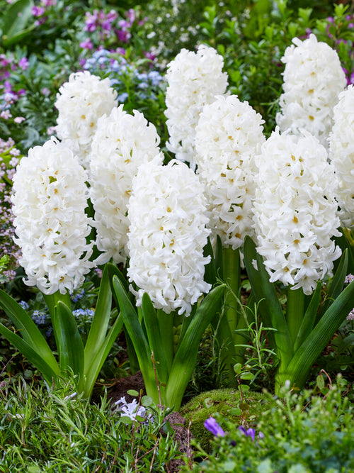 Hyacinth Bulbs Carnegie White