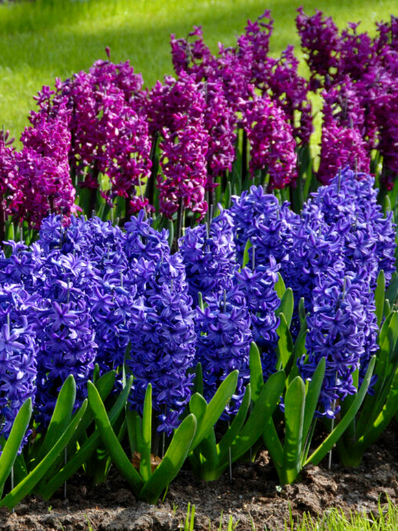 Hyacinth Columbus Collection, Blue and Purple Flowers