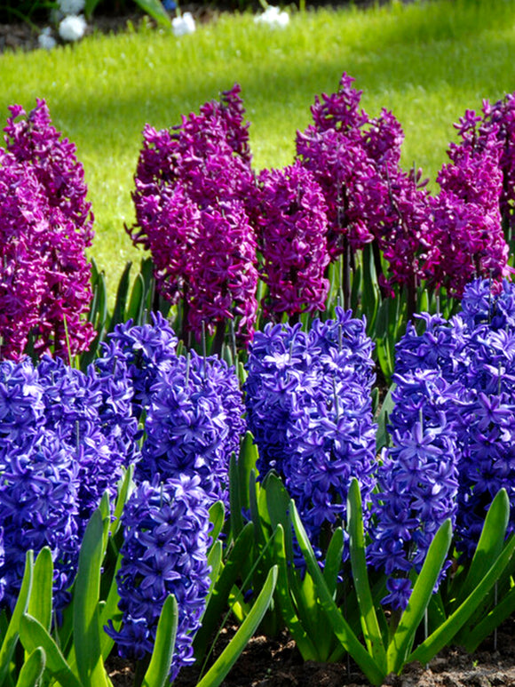Hyacinth Columbus Collection, Blue and Purple Flowers by DutchGrown
