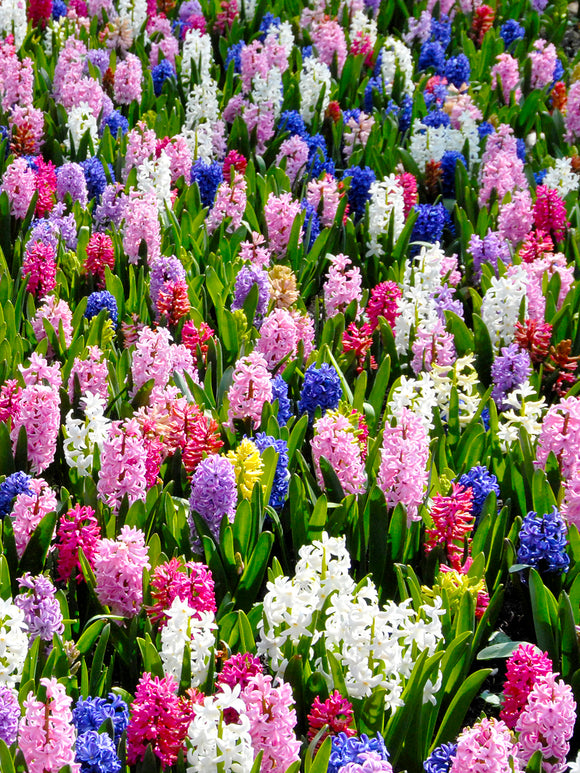 Wholesale Mixed Hyacinth Bulbs