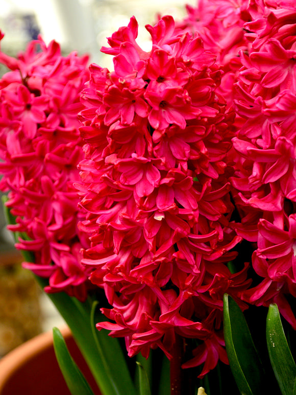 Red Hyacinths bulbs Jan Bos