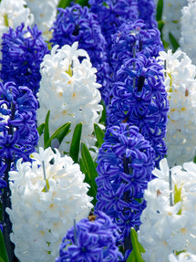 Hyacinth Kansas Mix