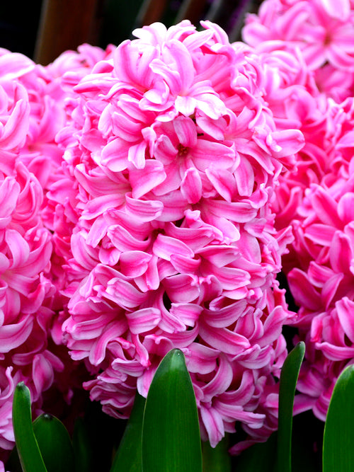 Hyacinth Pink Pearl Flower Bulbs USA