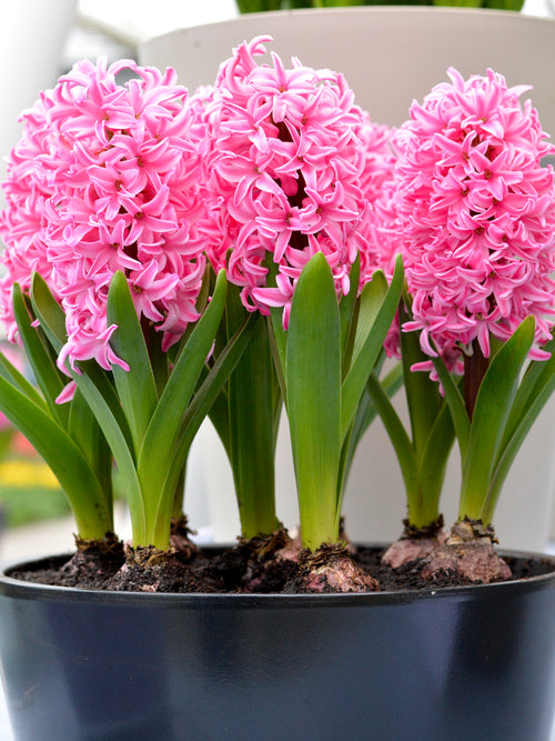 Pink Pearl Hyacinths Flower Bulbs