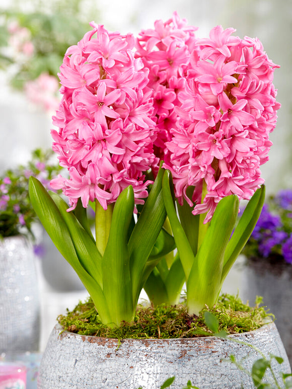 Pink Spring Bulbs for Fall Planting Pink Pearl USA