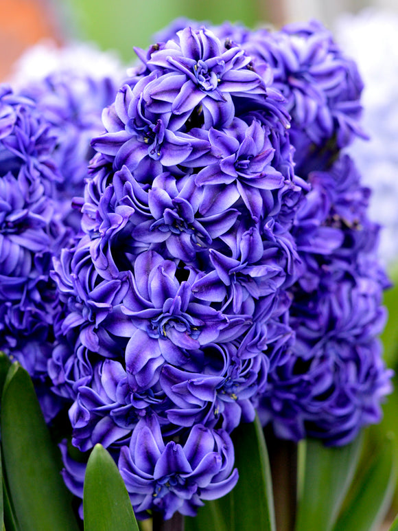 Double Hyacinth Royal Navy Dark Blooms Double Florets