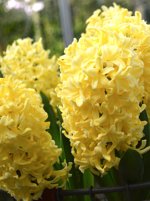 Yellow Queen Hyacinths Flower Bulbs