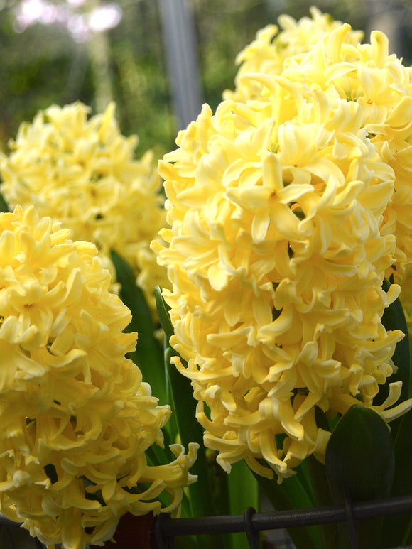 Yellow Queen Hyacinths Flower Bulbs