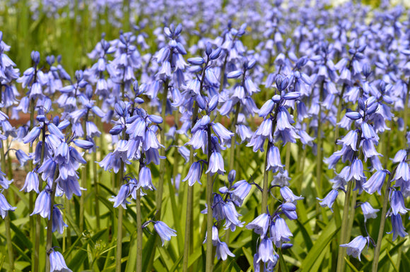 Spanish Bluebell (Hyacinthoides Hispanica)