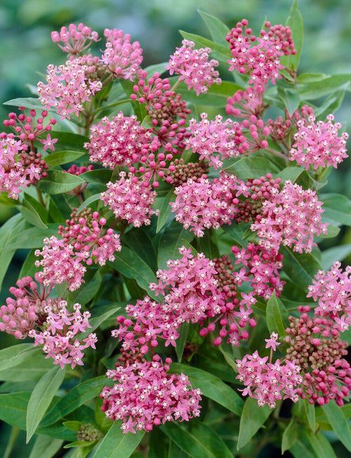 Soulmate Swamp Milkweed