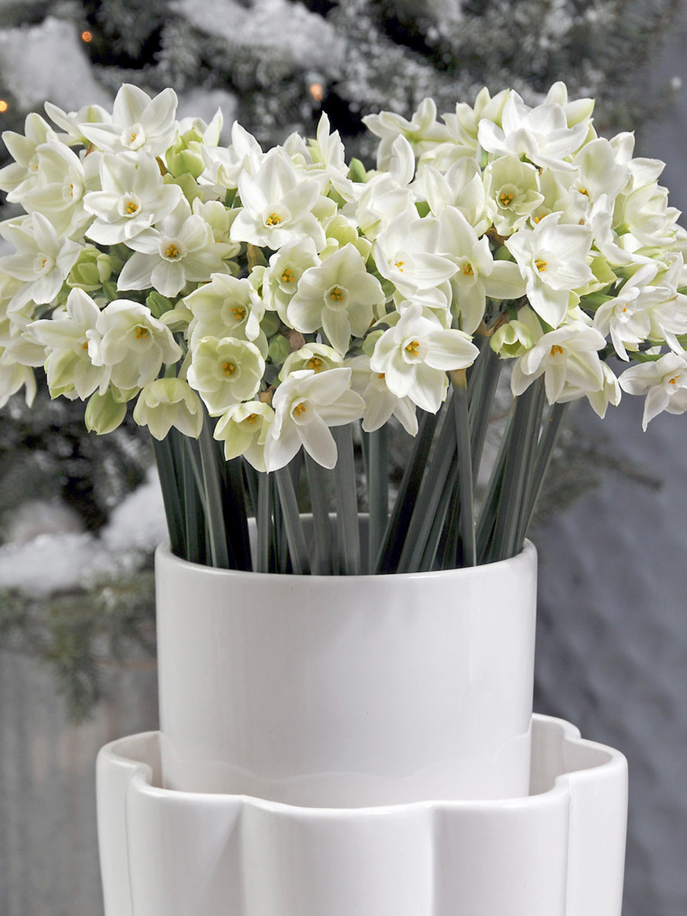 planting narcissus indoors Indoor Narcissus Paperwhites (Ziva) Bulbs, White - 10 Bulbs