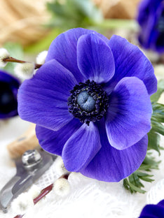 Italian Anemone Mistral Blue