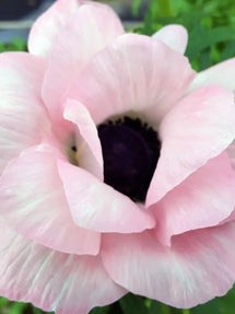 Italian Anemone Mistral Rosa Chiaro