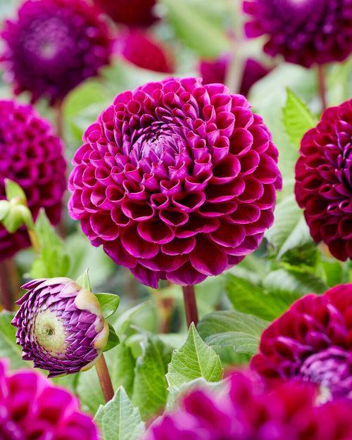 Ball Type Dahlia Ivanetti