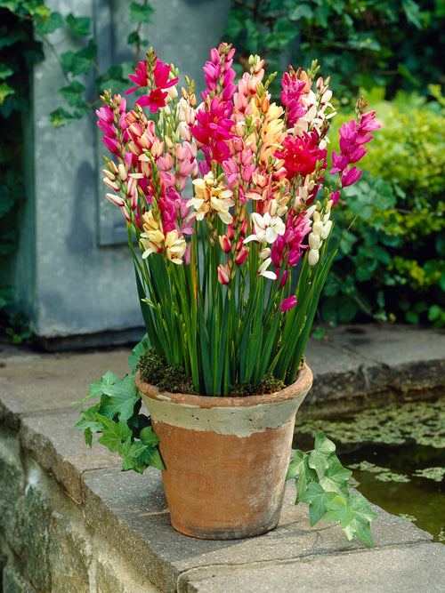 Ixia Bulbs Mixed Colors in Pot