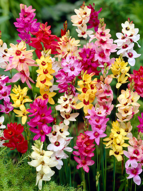 Ixia Bulbs Mixed Colors