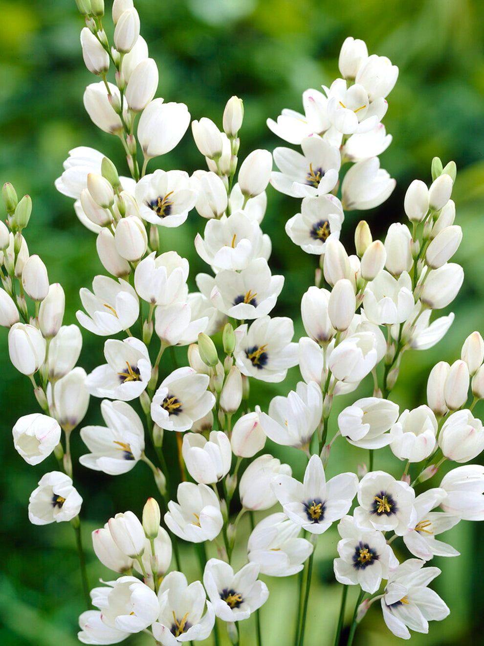 white corn lily Ixia White Bulbs